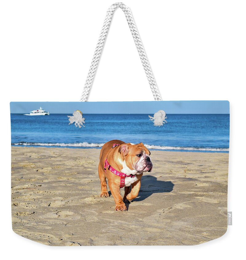 Ocean Weekender Tote Bag featuring the photograph Peanut on the Beach by Nicole Lloyd