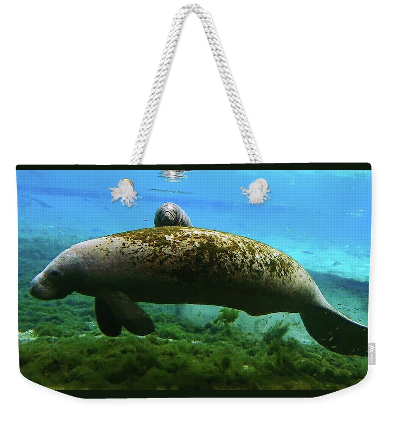 Seacow Weekender Tote Bag featuring the photograph Peek a Boo Manatee Calf by Sheri McLeroy