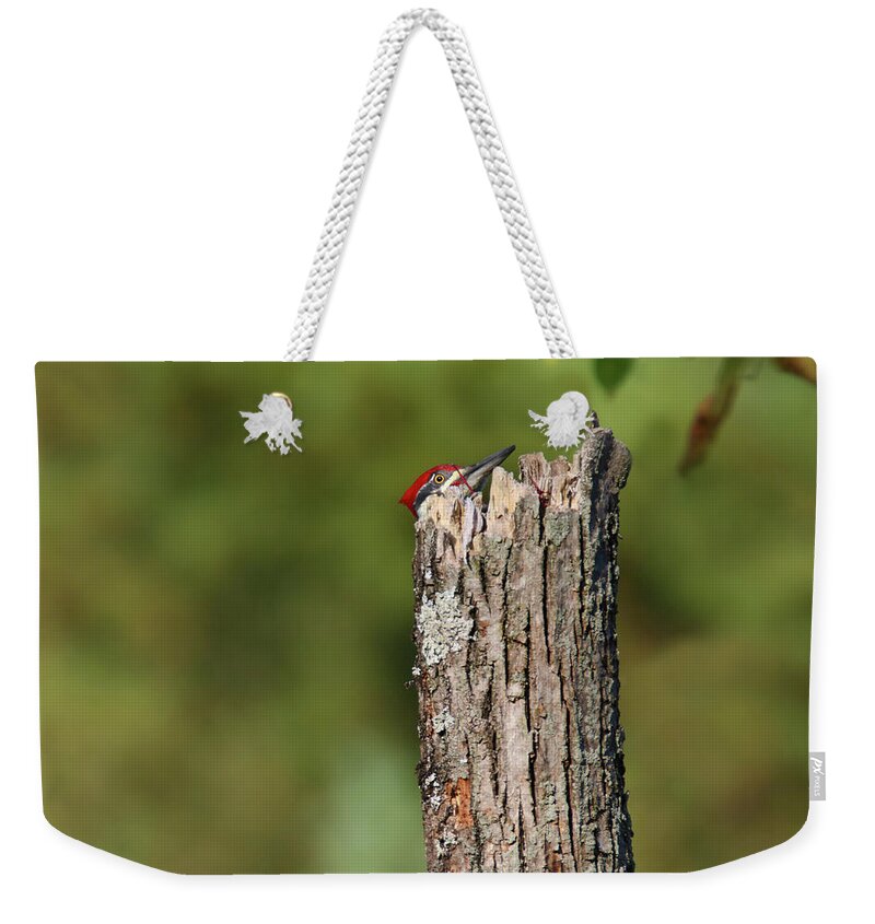Pileated Woodpecker Weekender Tote Bag featuring the photograph Peek A Boo Pileated Woodpecker by Brook Burling