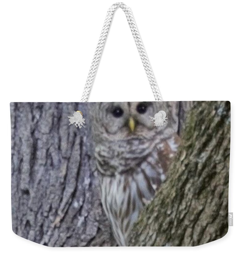 Barred Owl Weekender Tote Bag featuring the photograph Peekaboo by R Allen Swezey