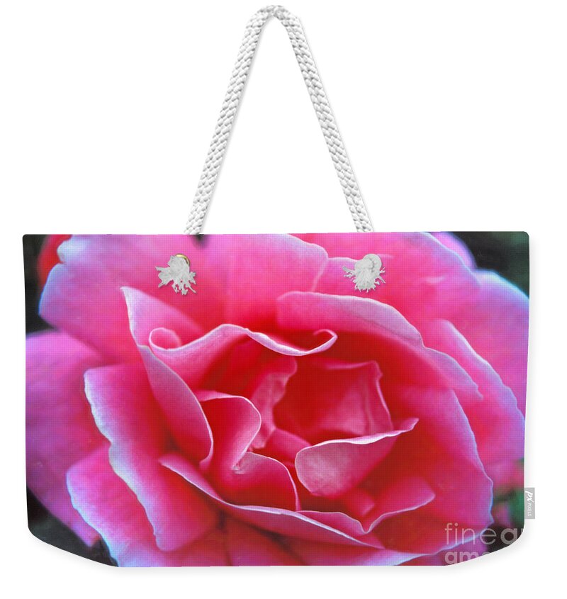 Peggy Lee Rose Weekender Tote Bag featuring the photograph Peggy Lee Rose Bridal Pink by David Zanzinger