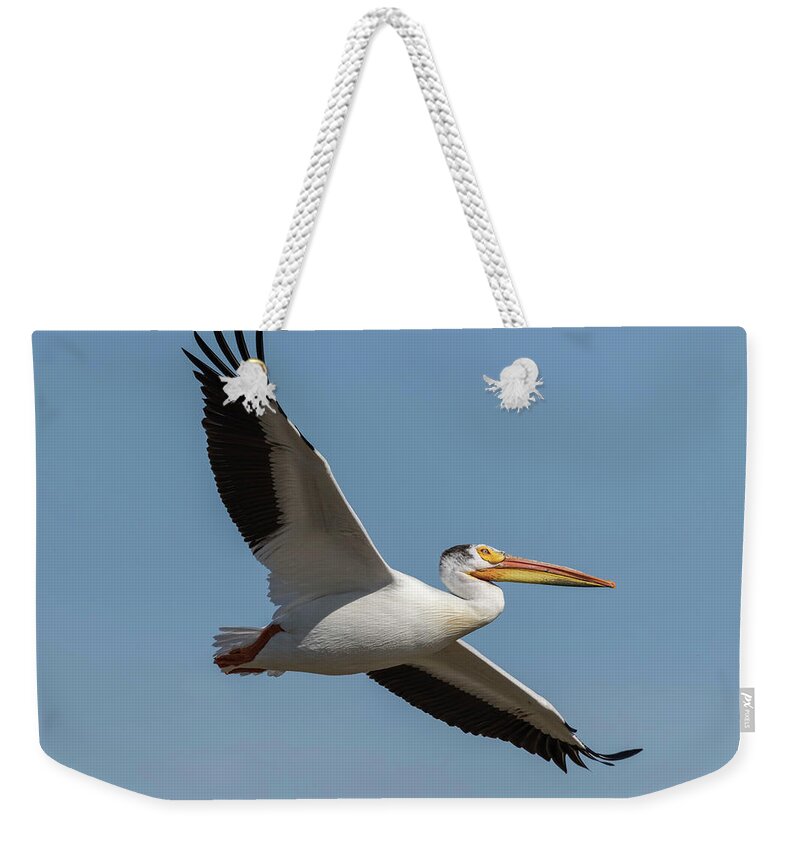 American White Pelican Weekender Tote Bag featuring the photograph Pelican 2017-1 by Thomas Young