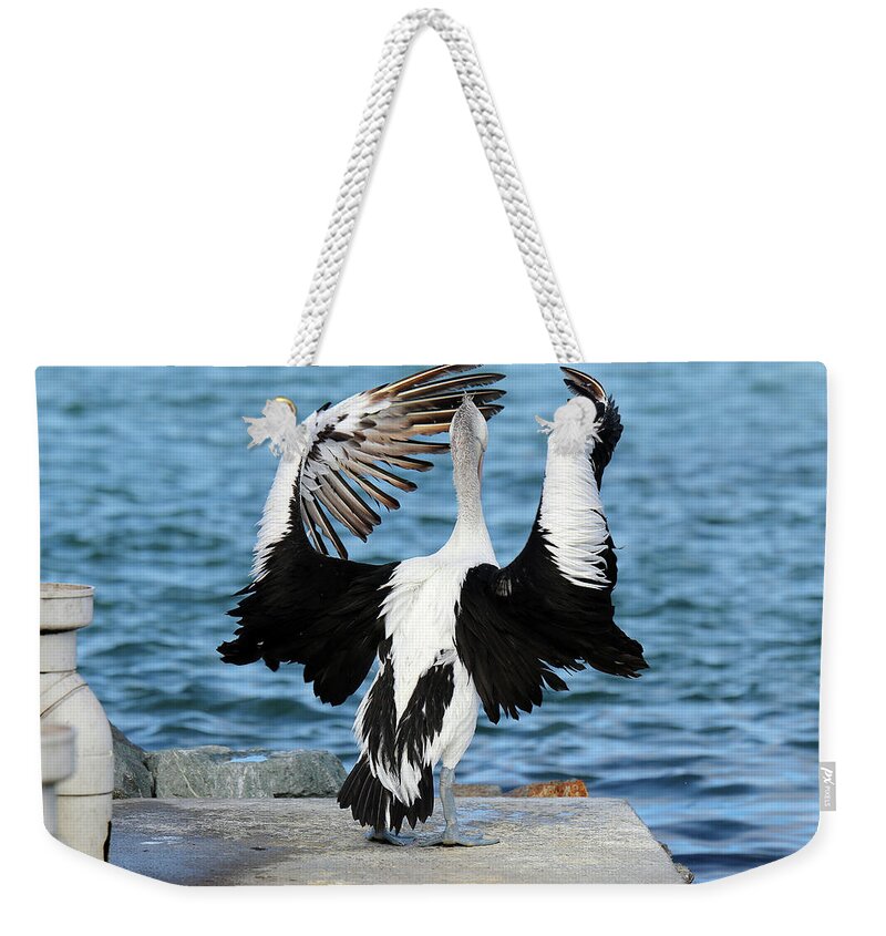 Pelicans Weekender Tote Bag featuring the digital art Pelican Orchestra 01 by Kevin Chippindall