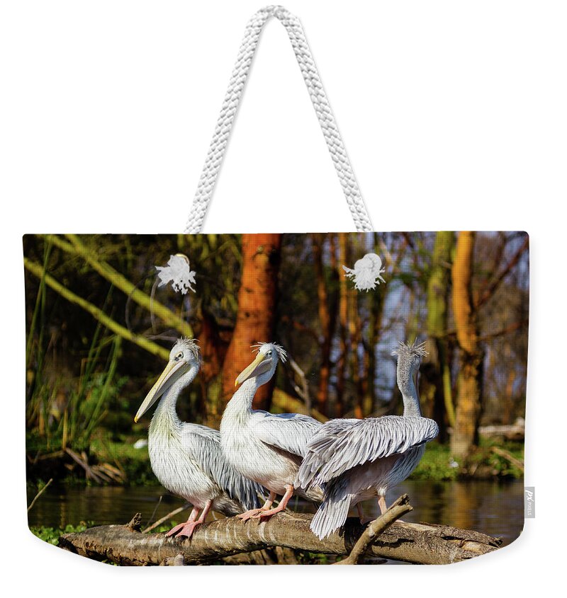 Pelicans Weekender Tote Bag featuring the photograph Pelicans by Aashish Vaidya