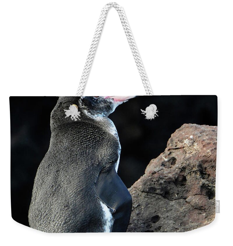 Penguin Weekender Tote Bag featuring the photograph Penguin in Galapagos by Ted Keller