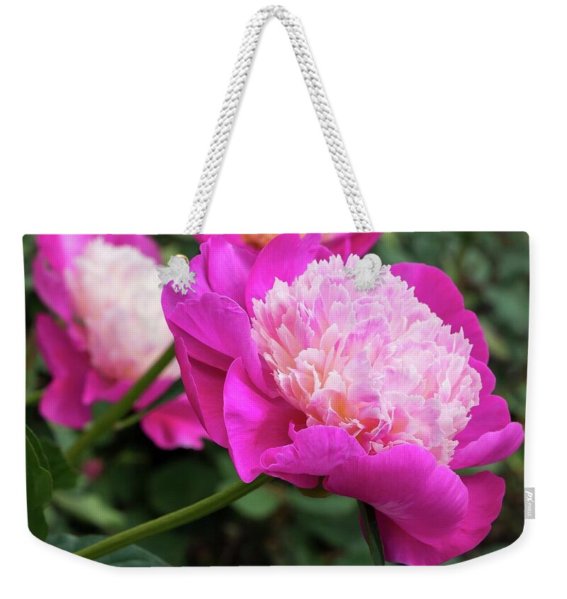 Peony Weekender Tote Bag featuring the photograph Peony by Chris Berrier
