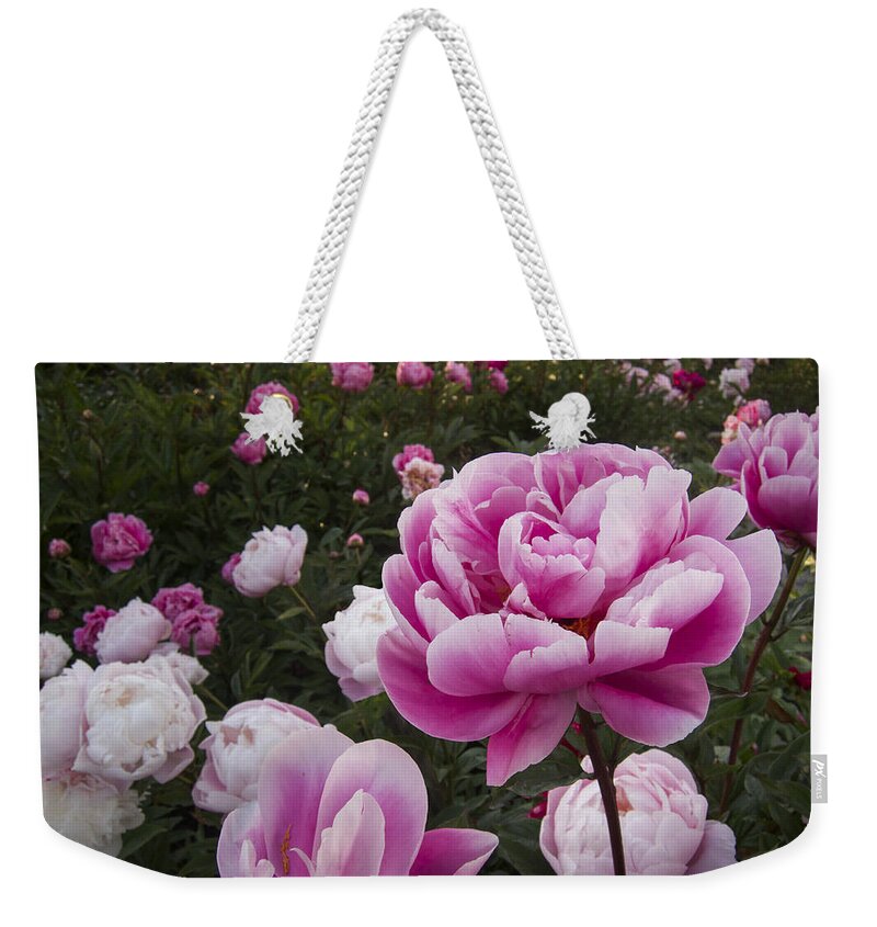 Flowers Weekender Tote Bag featuring the photograph Peony Field by Mary Lee Dereske