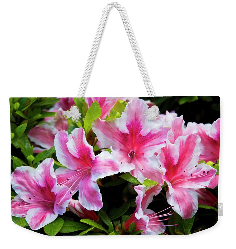 Photography Weekender Tote Bag featuring the photograph Peppermint Candy by Steven Clark