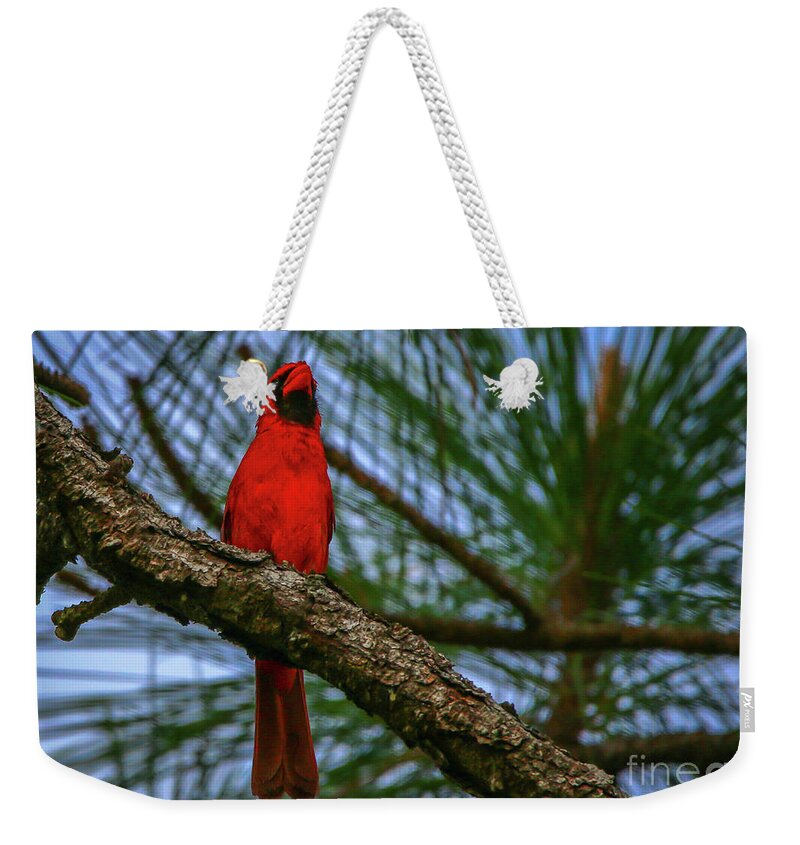 Cardinal. Bird Weekender Tote Bag featuring the photograph Perched Cardinal by Tom Claud