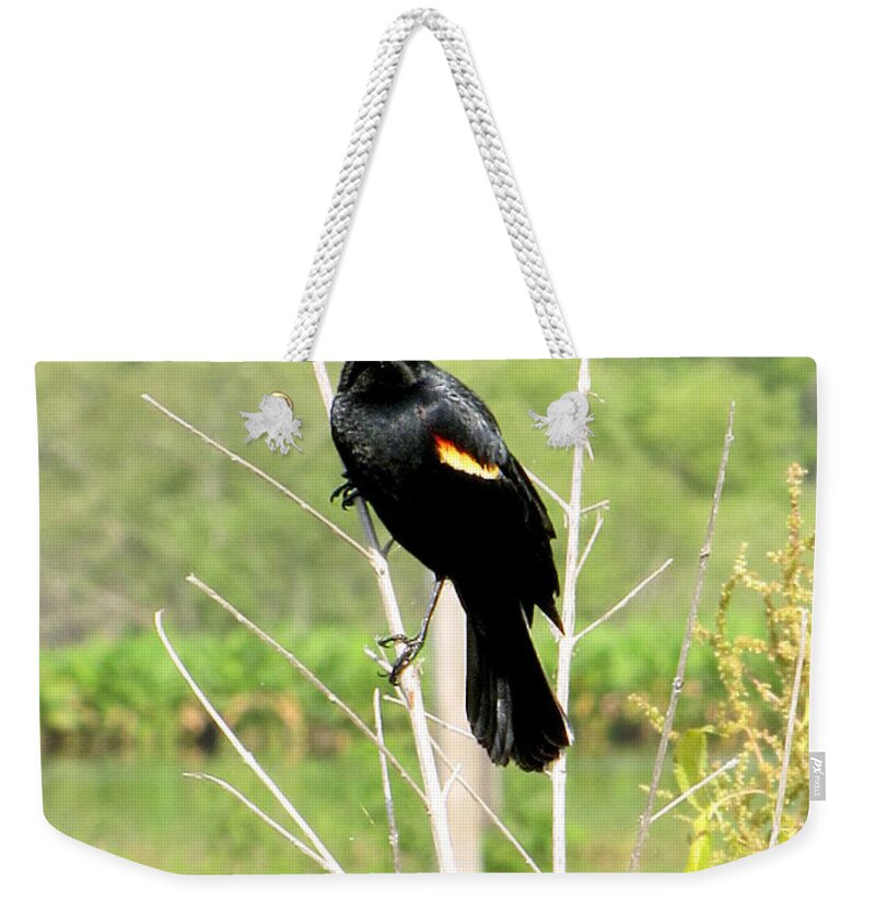 Red-winged Blackbird Weekender Tote Bag featuring the photograph Perched Redwing Blackbird by Christopher Mercer