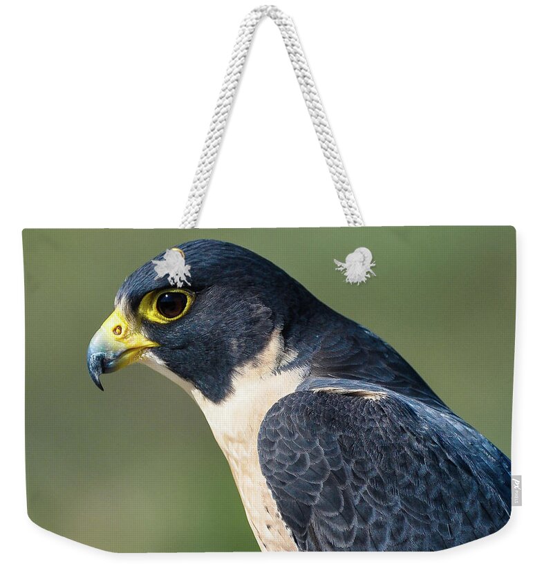 Peregrine Falcon' Weekender Tote Bag featuring the photograph Peregrin Falcon by Tim Kathka