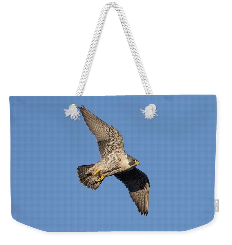 Peregrine Weekender Tote Bag featuring the photograph Peregrine Falcon by Pete Walkden