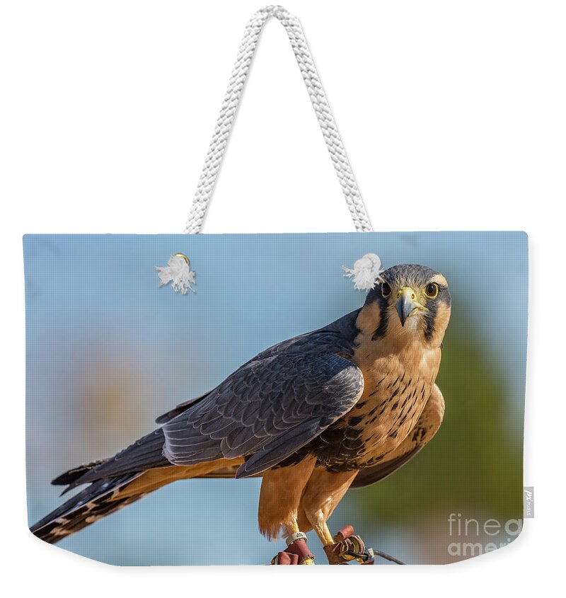 Kaylyn Franks Weekender Tote Bag featuring the photograph Peregrine Falcon Wildlife Art by Kaylyn Franks by Kaylyn Franks