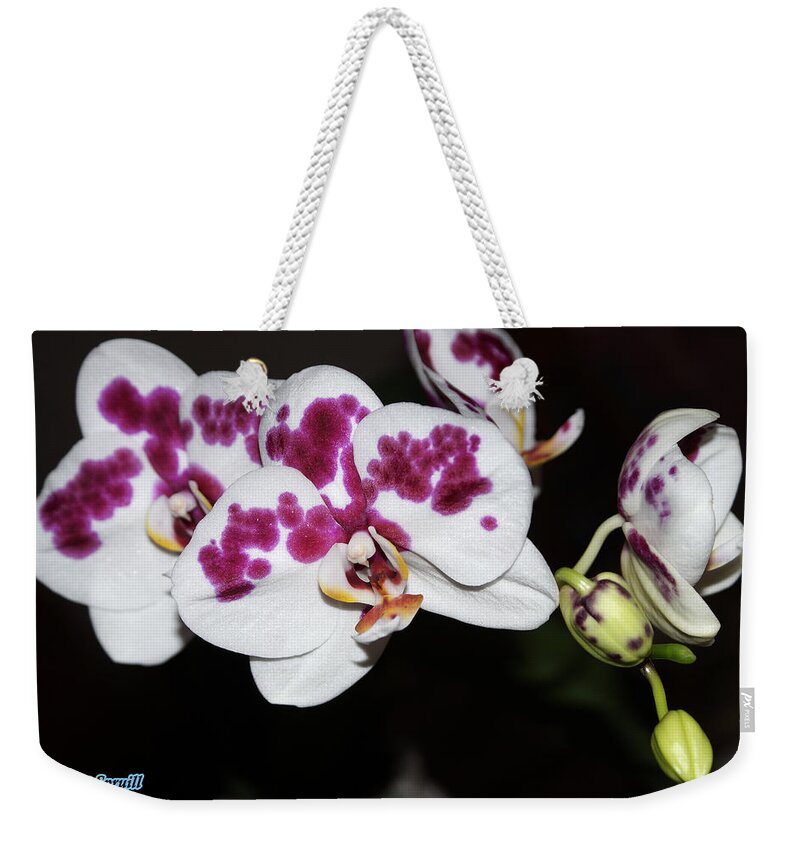 Birmingham Weekender Tote Bag featuring the photograph Phalaenopsis Hybrid Orchid by Everett Spruill