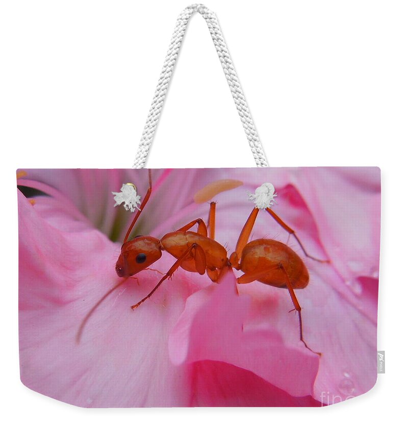Pharaoh Ant Weekender Tote Bag featuring the photograph Pharaoh Ant by Chad and Stacey Hall