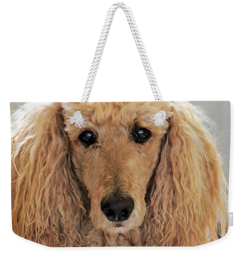 Poodle Weekender Tote Bag featuring the photograph Phoebe by Michele Penner