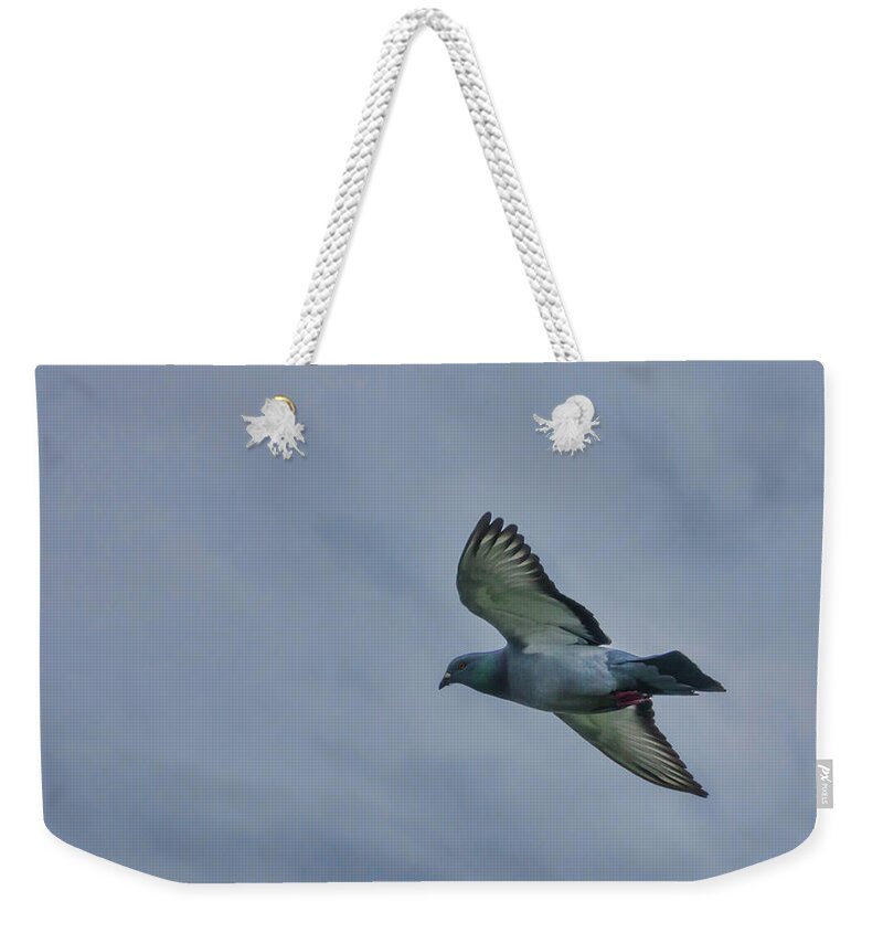 Pigeon Weekender Tote Bag featuring the photograph Pigeon in Flight by Marilyn Wilson