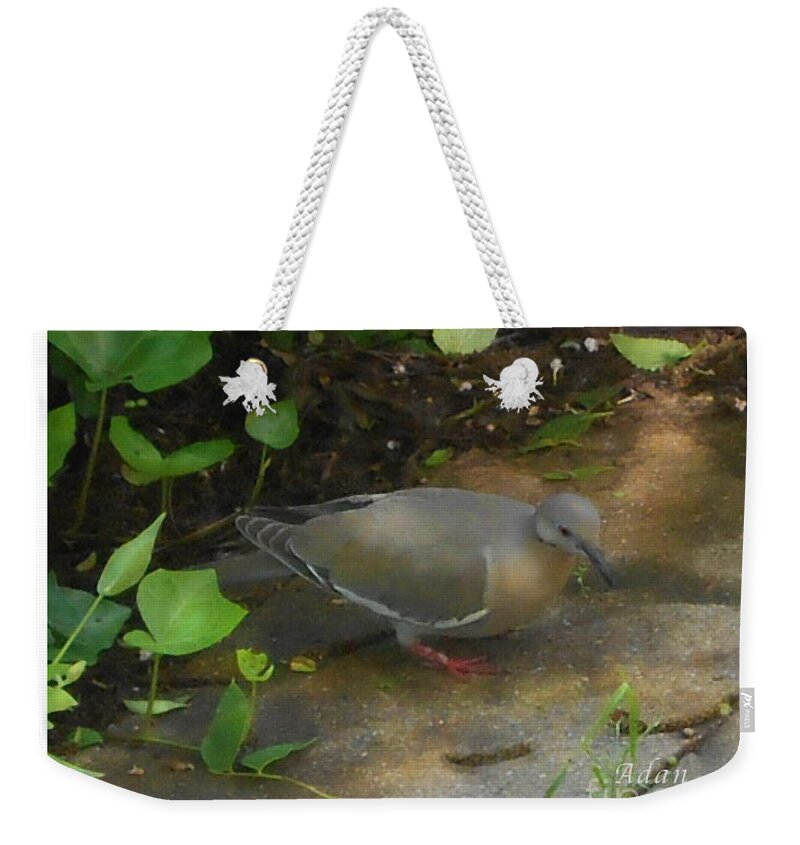 Single Pigeon Weekender Tote Bag featuring the photograph Pigeon Poster by Felipe Adan Lerma