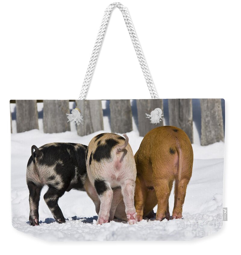 Piglet Weekender Tote Bag featuring the photograph Piglets From Behind by Jean-Louis Klein & Marie-Luce Hubert