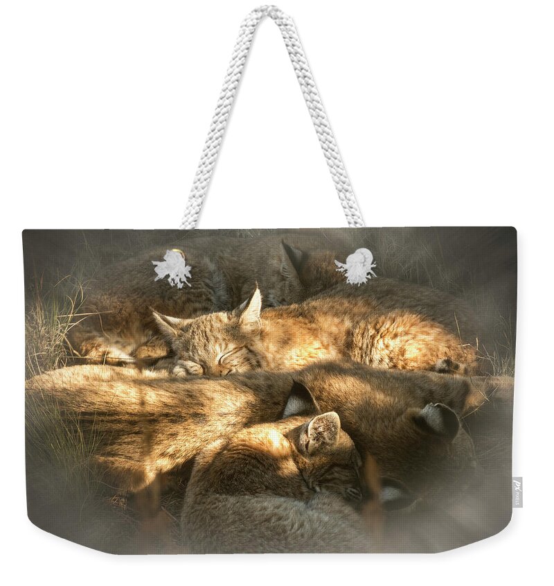 Animals Weekender Tote Bag featuring the photograph Pile of Sleeping Bobcats by Mary Lee Dereske