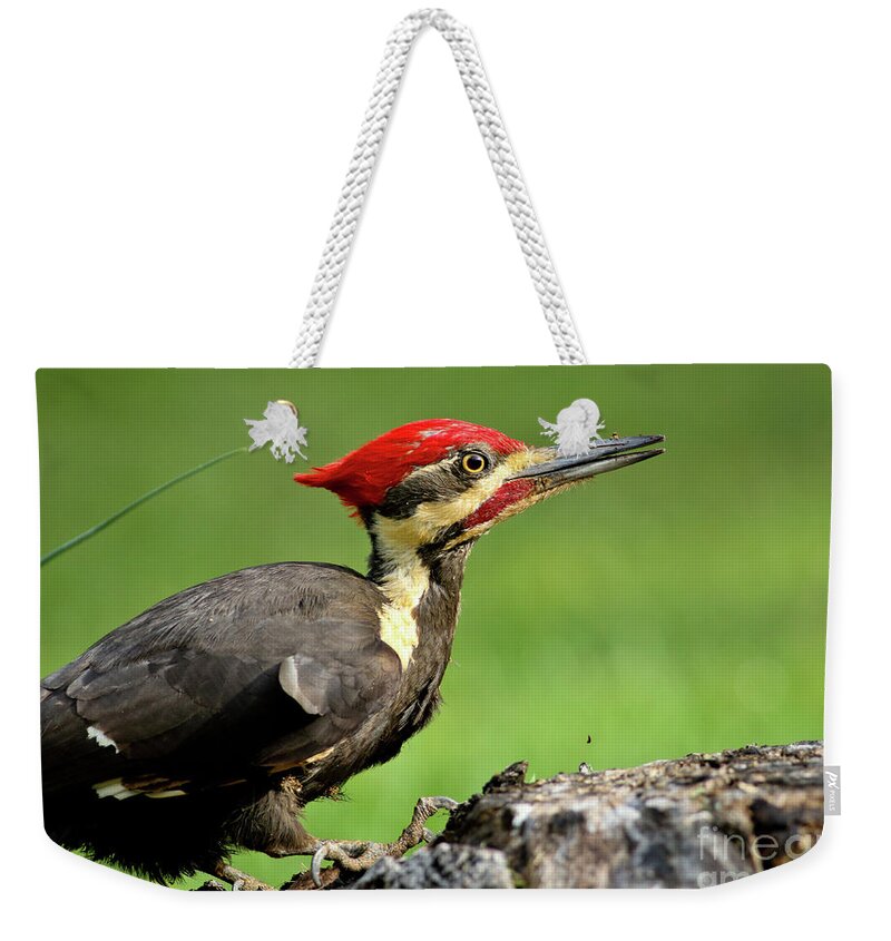 Pileated Weekender Tote Bag featuring the photograph Pileated 2 by Douglas Stucky