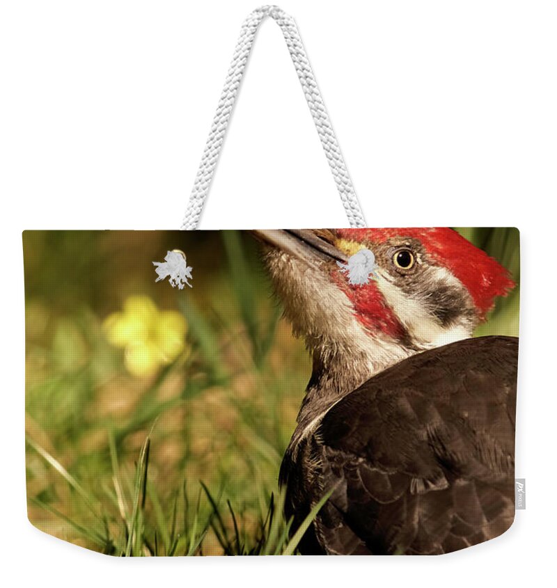 Bird Weekender Tote Bag featuring the photograph Pileated Woodpecker by Loni Collins