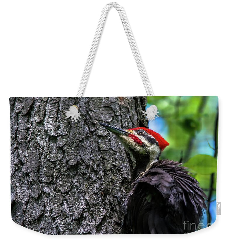 Cheryl Baxter Photography Weekender Tote Bag featuring the photograph Pileated Woodpecker Looking Up by Cheryl Baxter