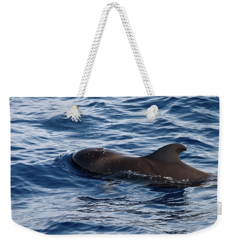 Valasretki Weekender Tote Bag featuring the photograph Pilot whale 1 by Jouko Lehto