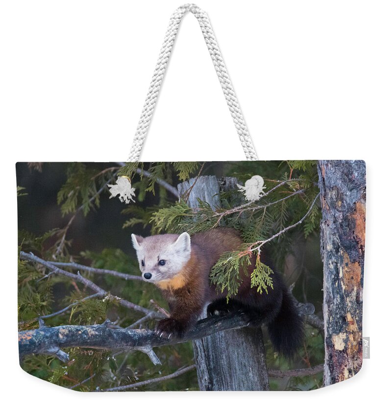 Pine Marten Weekender Tote Bag featuring the photograph Pine Marten on Branch 2 by Brook Burling