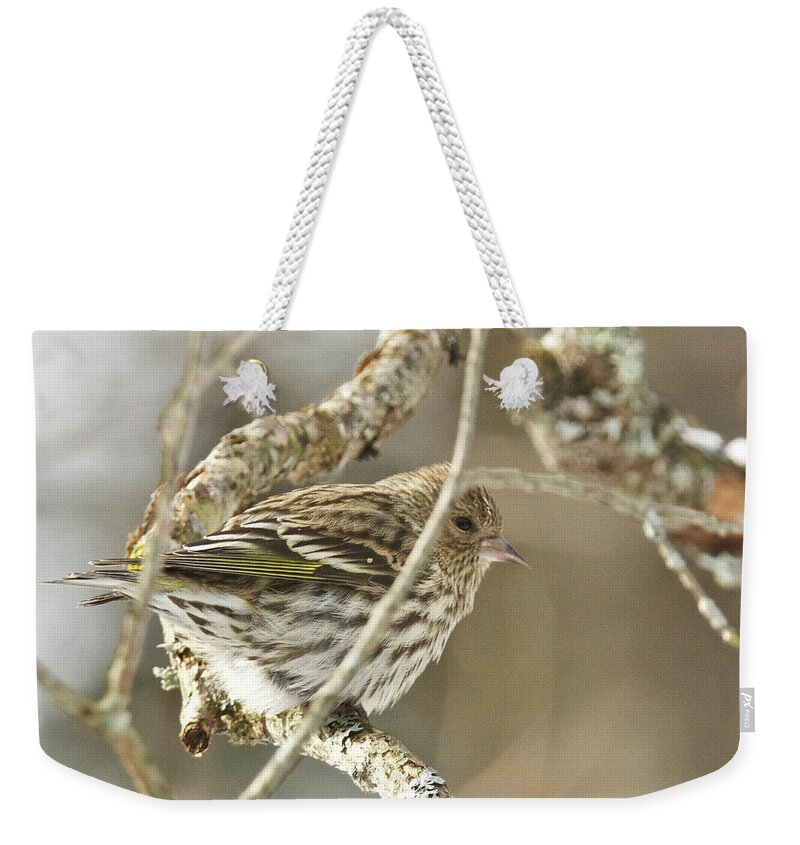 Pine Siskin Weekender Tote Bag featuring the photograph Pine Siskin by Michael Peychich
