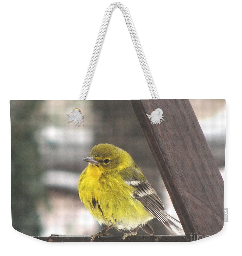 Bird Weekender Tote Bag featuring the photograph Pine Warbler by Donna Brown