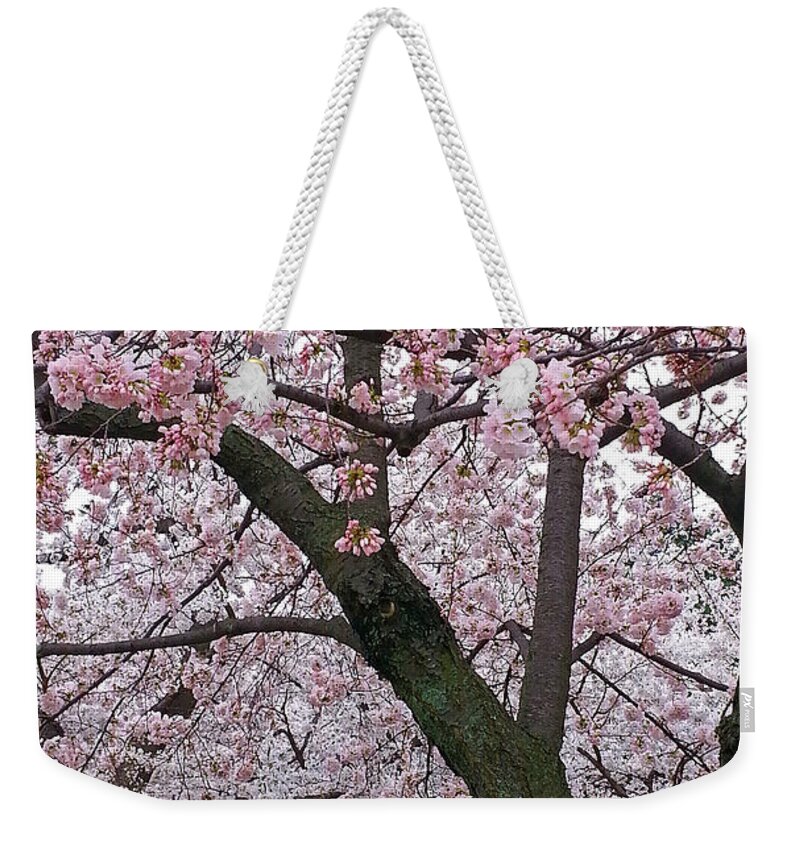 Pink And White Cherry Blossoms.cherry Blossoms Weekender Tote Bag featuring the photograph Pink And White Cherry Blossoms by Emmy Marie Vickers