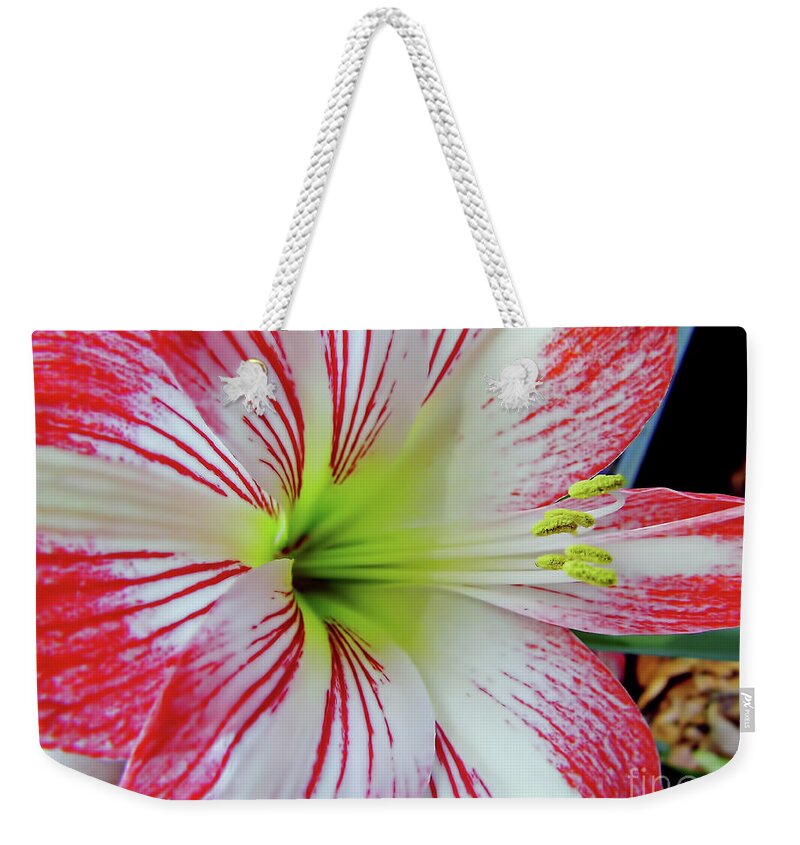 Amaryllis Weekender Tote Bag featuring the photograph Pink And White by D Hackett