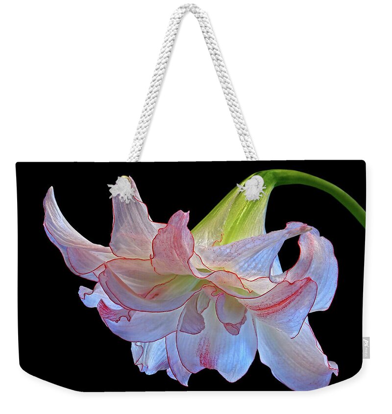 Amaryllis Weekender Tote Bag featuring the photograph Pink And White Double Amaryllis on Black by Gill Billington