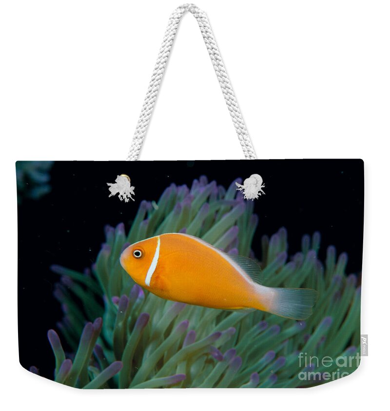 Amphiprion Weekender Tote Bag featuring the photograph Pink Anemonefish by Dave Fleetham - Printscapes