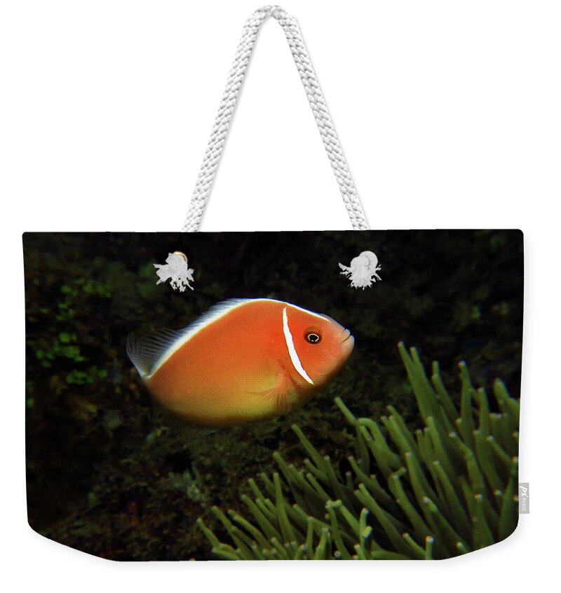 Pink Anemonefish Weekender Tote Bag featuring the photograph Pink Anemonefish, Indonesia 1 by Pauline Walsh Jacobson