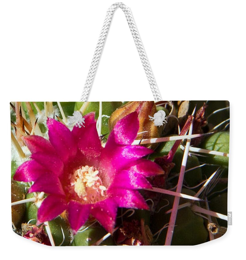 Pink Flowers Weekender Tote Bag featuring the photograph Pink Barrel Cactus Flowers by Kelly Holm