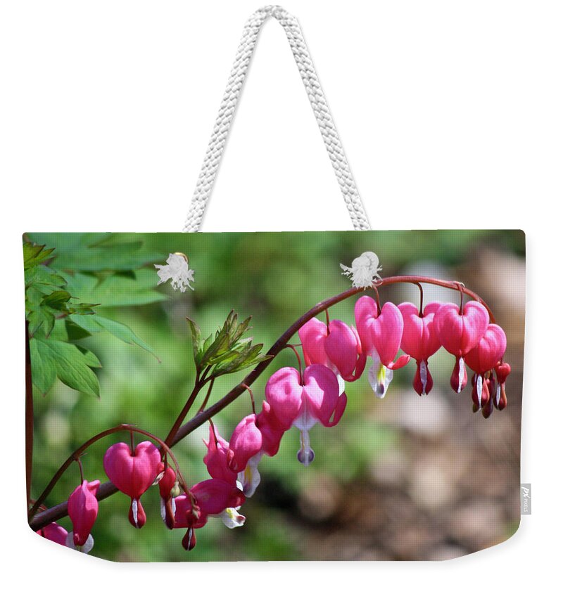 Lamprocapnos Spectabilis Weekender Tote Bag featuring the photograph Pink Bleeding Hearts 1 by Teresa Mucha