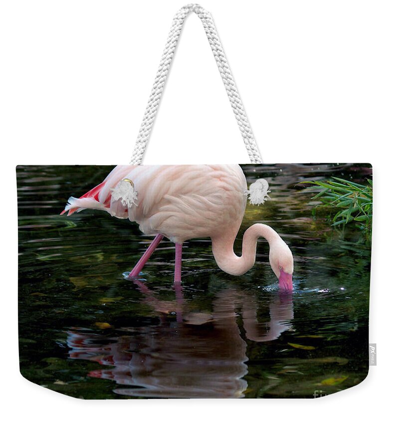 Bird Weekender Tote Bag featuring the photograph Pink Flamingo by Ken Frischkorn