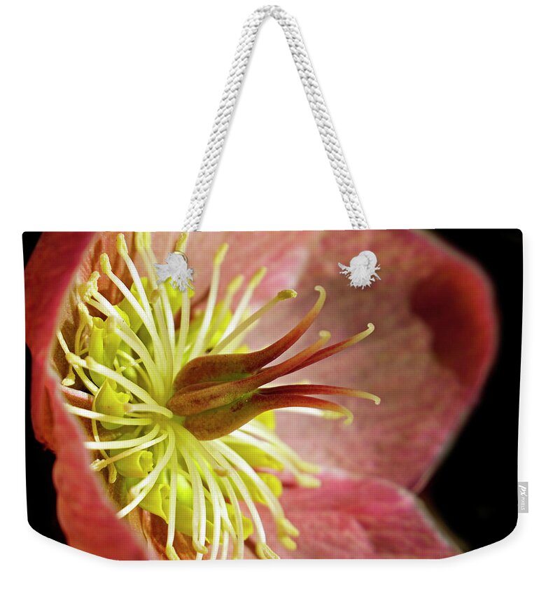 Lenten Rose Weekender Tote Bag featuring the photograph Pink Hellebores by Inge Riis McDonald