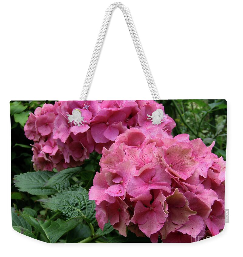 Hydrangea Weekender Tote Bag featuring the photograph Pink Hydrangea Blooms by Kim Tran