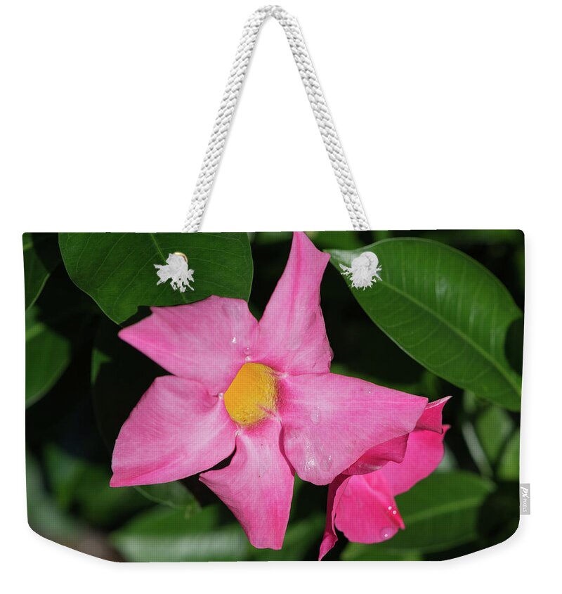 Nature Weekender Tote Bag featuring the photograph Pink Mandevilla by John Benedict