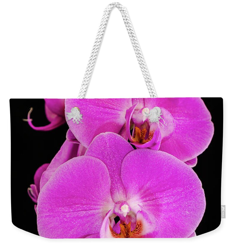 Pink Orchid Weekender Tote Bag featuring the photograph Pink orchid against a black background by Andy Myatt