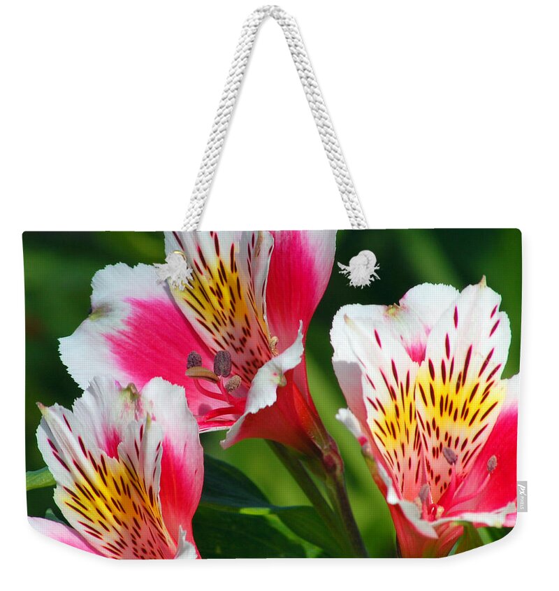 Peruvian Weekender Tote Bag featuring the photograph Pink Peruvian Lily 2 by Amy Fose