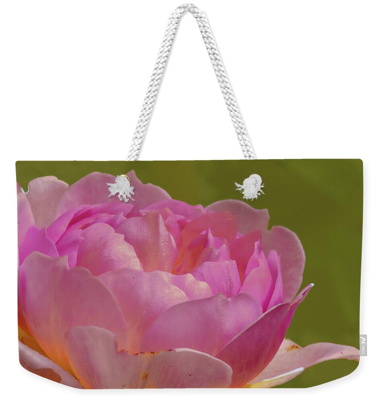 Color Weekender Tote Bag featuring the photograph Pink rose #d3 by Leif Sohlman