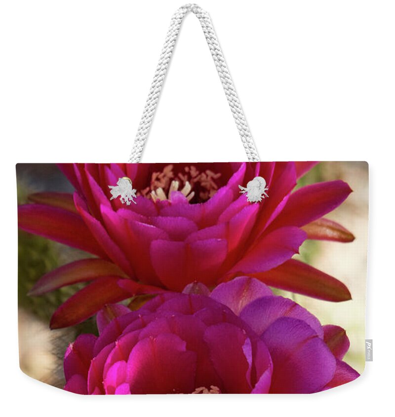 Pink Torch Cactus Flowers Weekender Tote Bag featuring the photograph Pink Torch Cactus Flowers by Saija Lehtonen