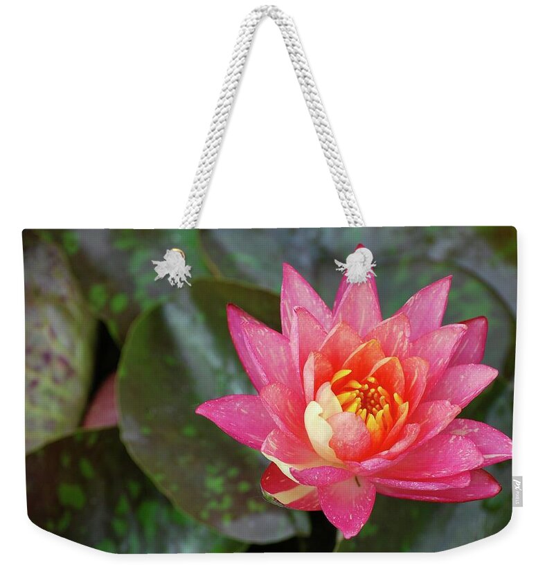 Water Lily Weekender Tote Bag featuring the photograph Pink Water Lily Beauty by Amee Cave