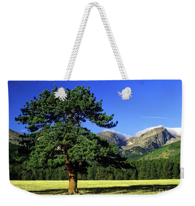 Rocky Mountain National Park Weekender Tote Bag featuring the photograph Pine tree, Rocky Mountain National Park, Colorado by Kevin Shields