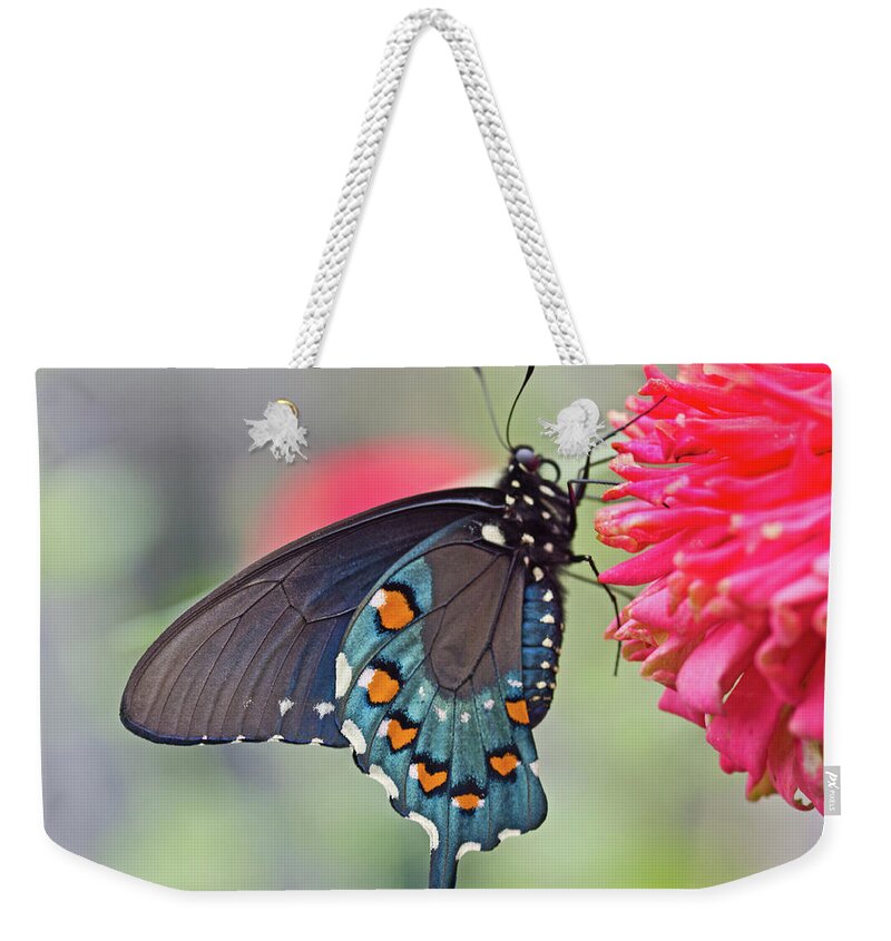 Butterfly Weekender Tote Bag featuring the photograph Pipevine Swallowtail Butterfly by David Freuthal