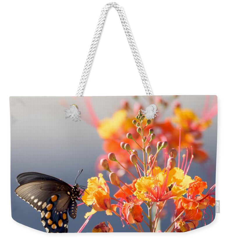 Tucson Weekender Tote Bag featuring the photograph Pipevine Swallowtail by Dan McManus